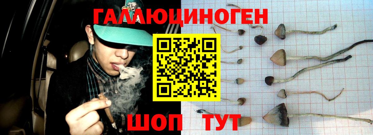 Галлюциногенные грибы Psilocybine cubensis Северск